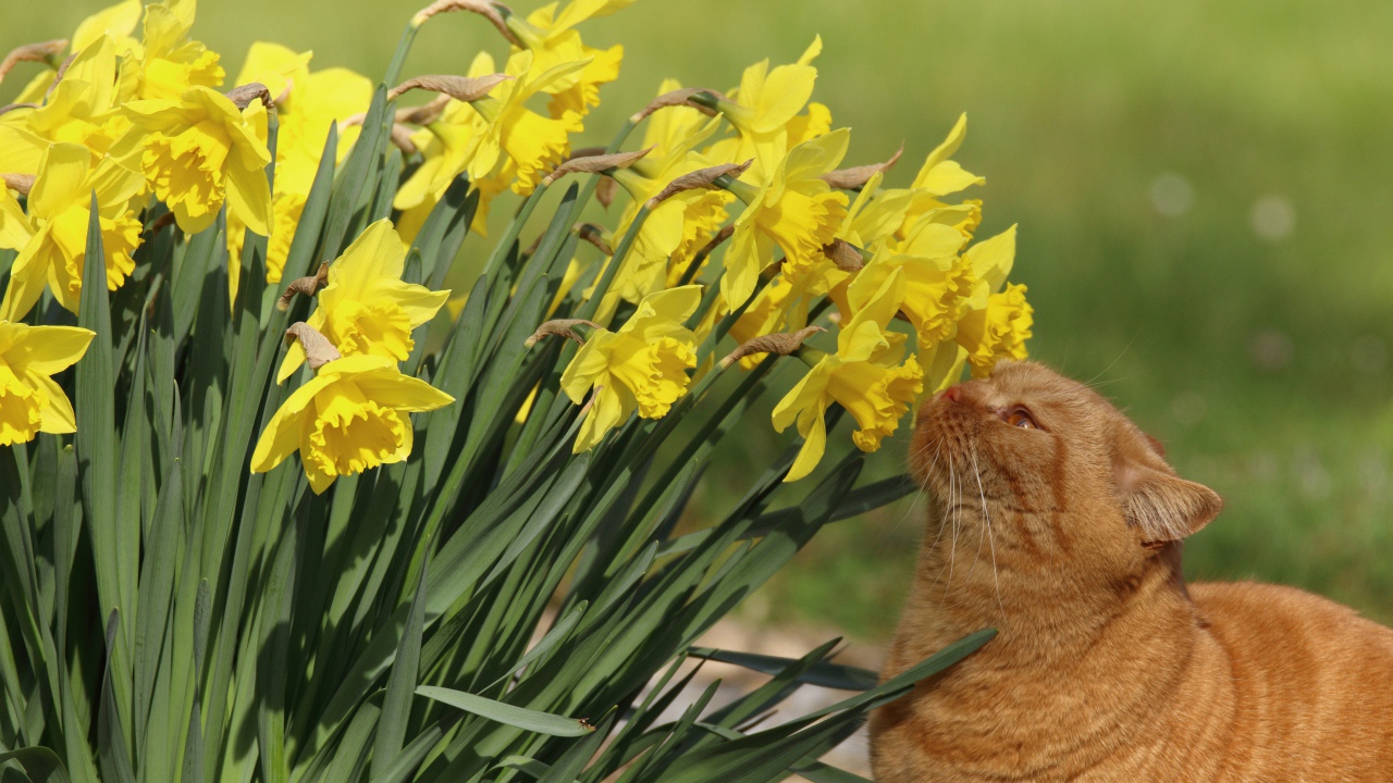 Красивый рыжий кот нюхает желтые нарциссы на клумбе