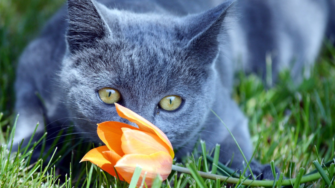 Кот британец нюхает оранжевый тюльпан 