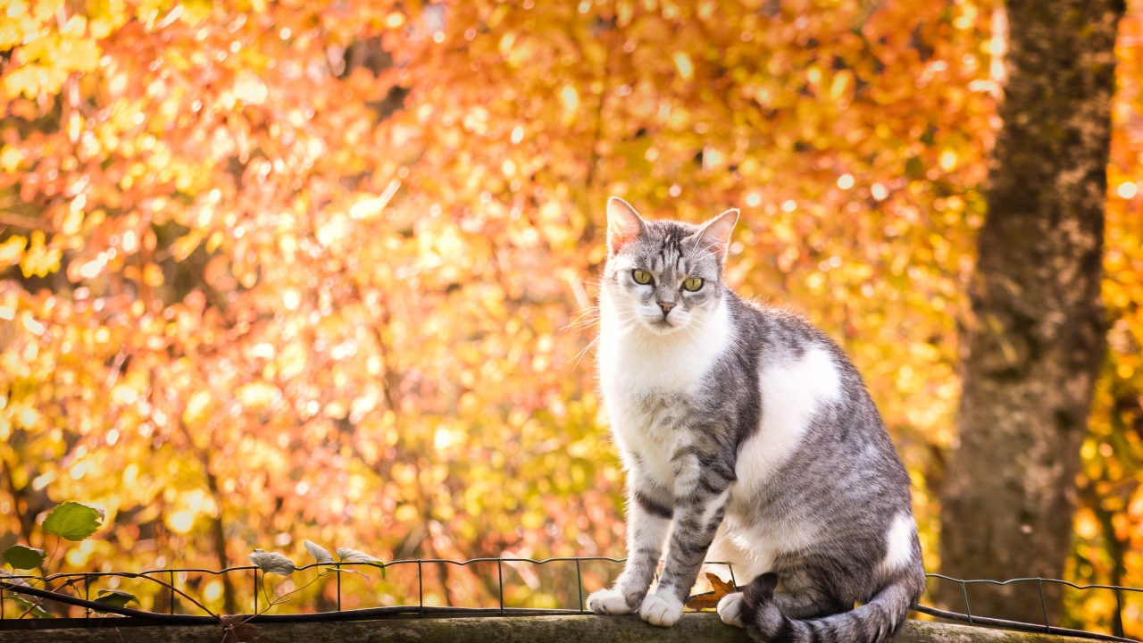 Кот сидит на заборе на фоне желтых деревьев