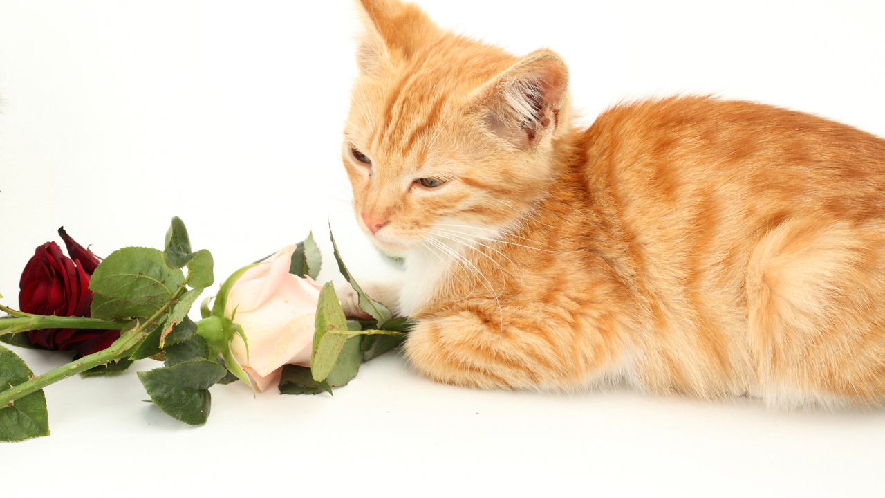 Милый рыжий котенок с розами на белом фоне