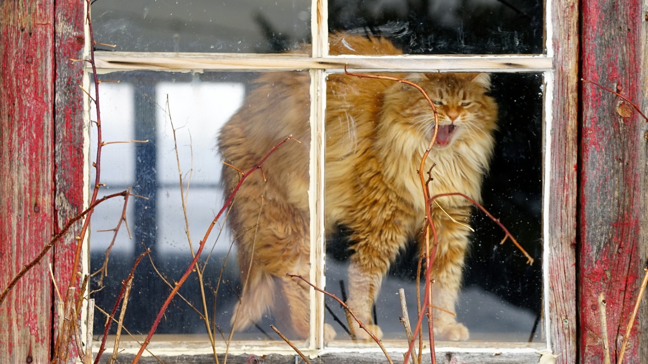 Пушистый рыжий кот зевает в окне