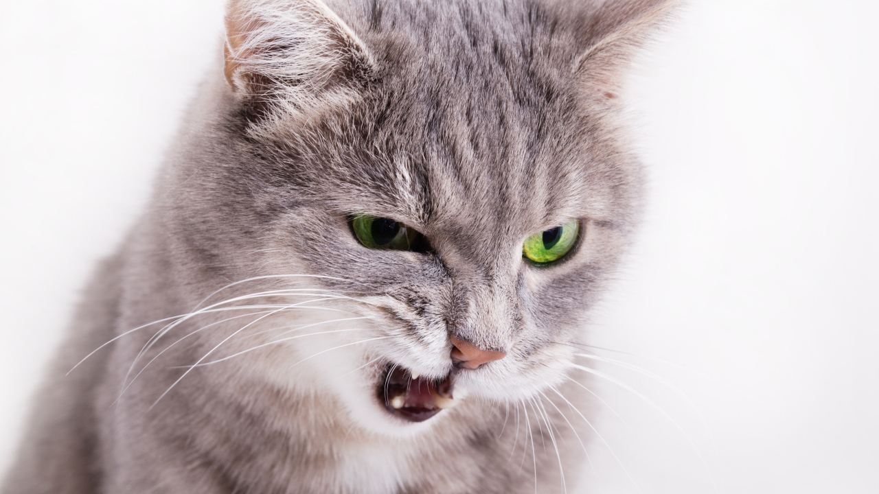 Хмурый взгляд серой кошки на белом фоне