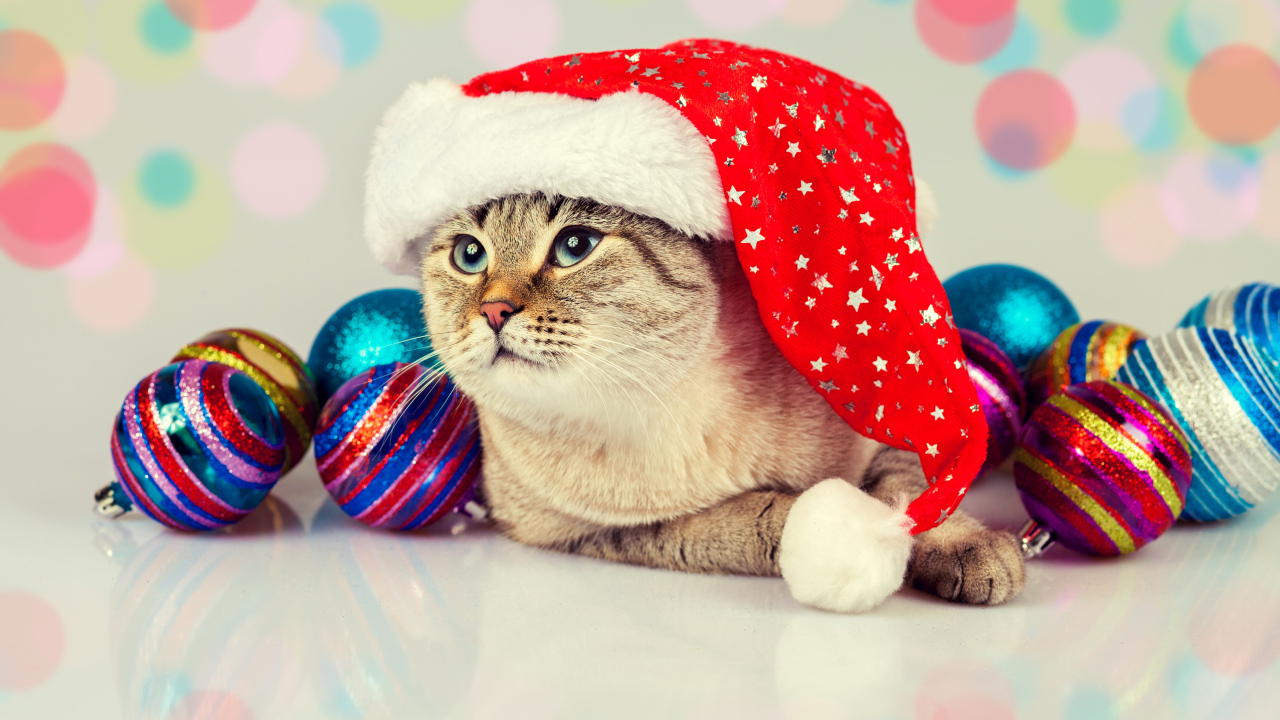Забавный кот в новогодней шапке с елочными шарами