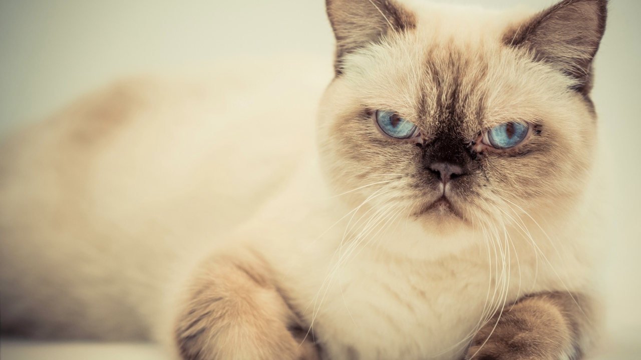 Хмурый красивый голубоглазый кот