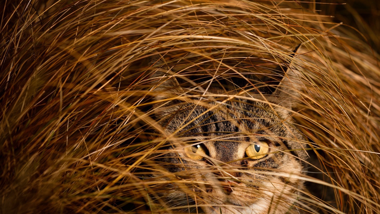 Серый кот в высокой сухой траве 