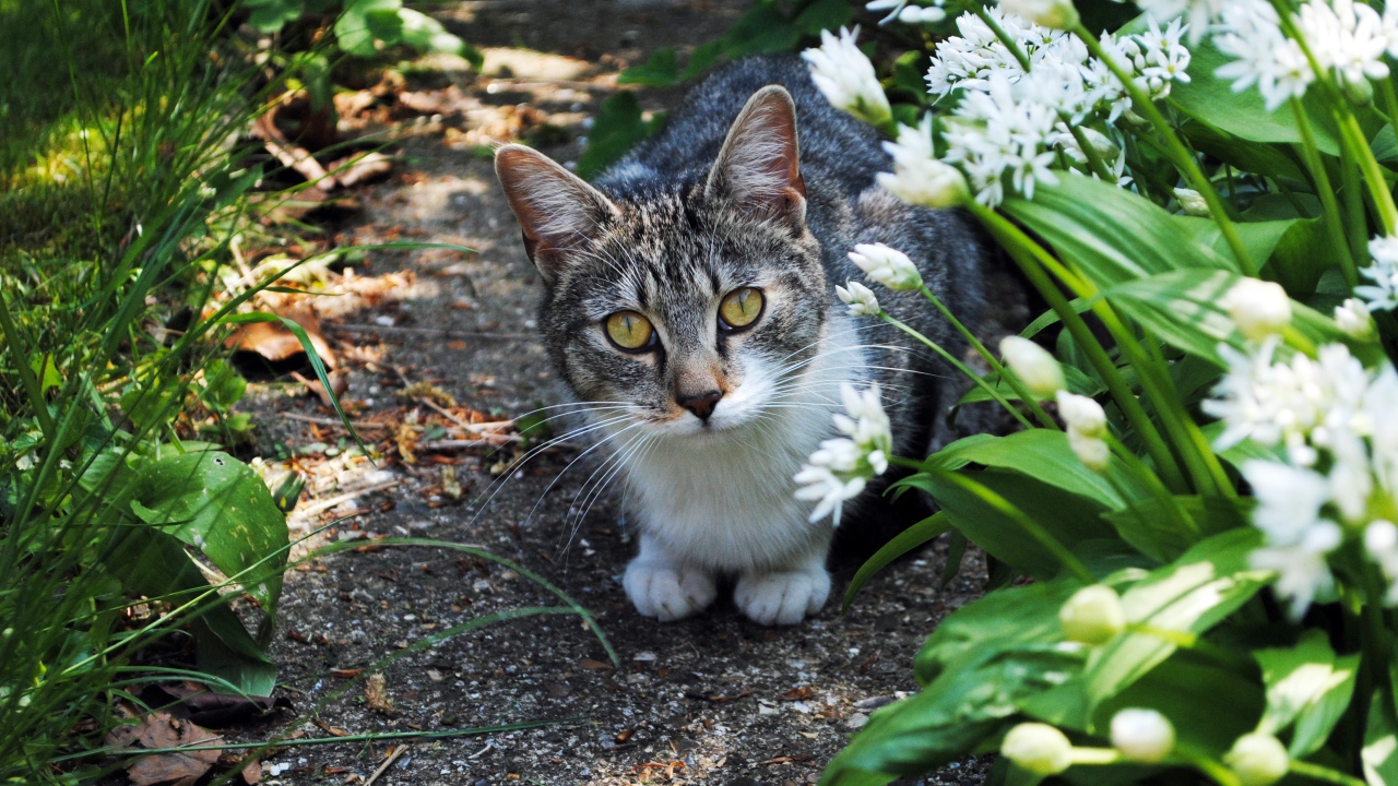 Серый кот с зелеными глазами в цветах 