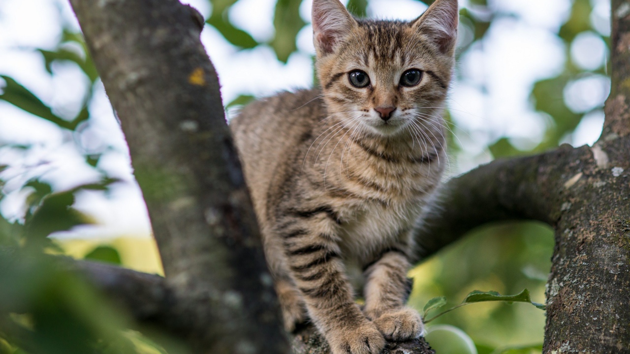 Серый котенок на ветке яблони 