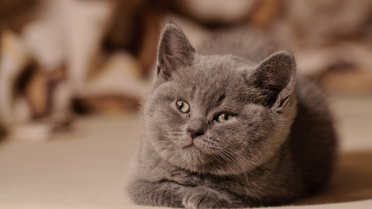 Маленький милый котенок британец