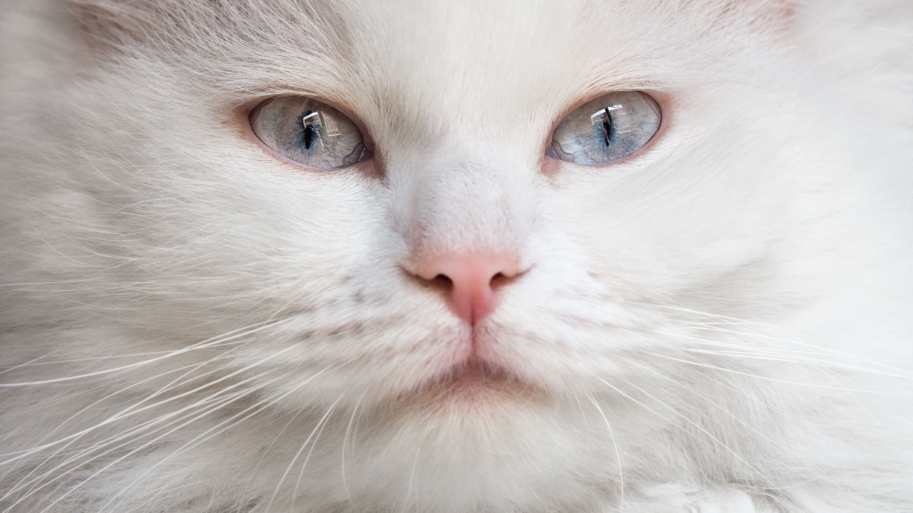 Морда красивого белого кота с голубыми глазами