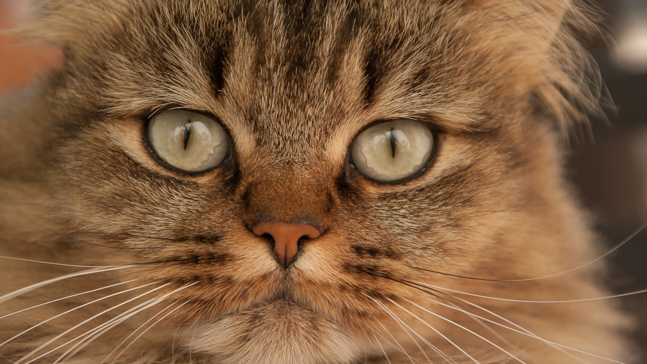 Морда большой пушистой серой кошки