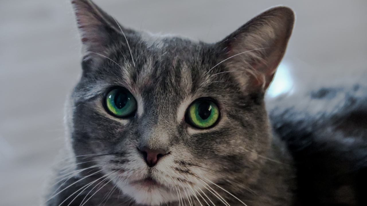 Морда серого кота с большими зелеными глазами 