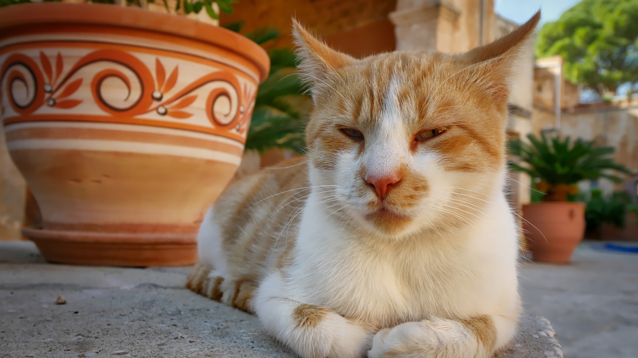 Рыже-белая кошка лежит на дороге у кувшина