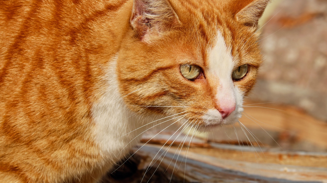 Красная макрель табби кошка