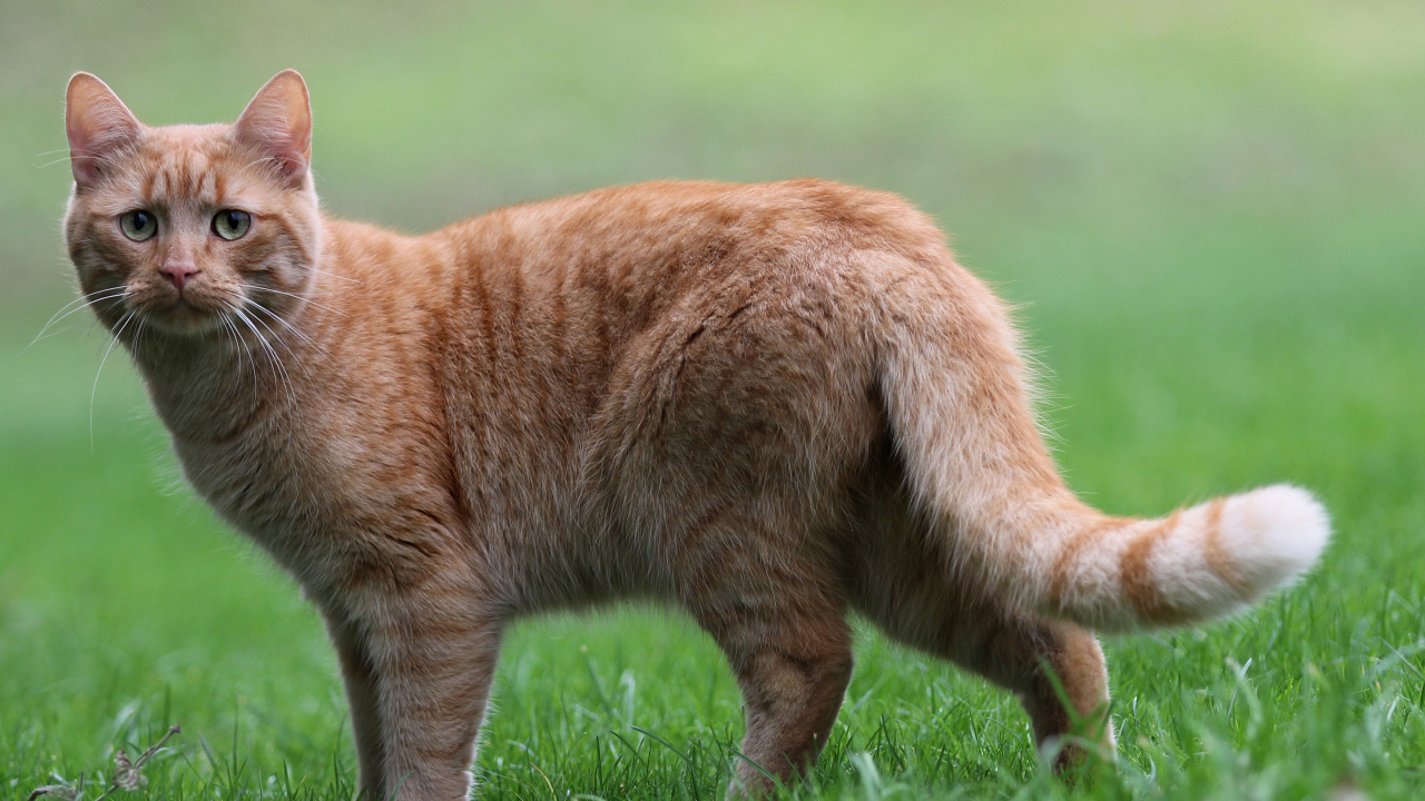 Грустный рыжий кот стоит на зеленой траве