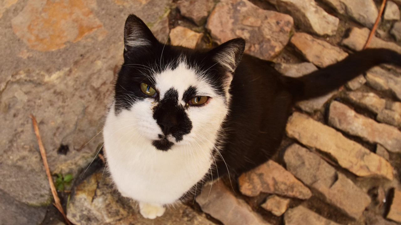 Серьезный взгляд черно белого кота