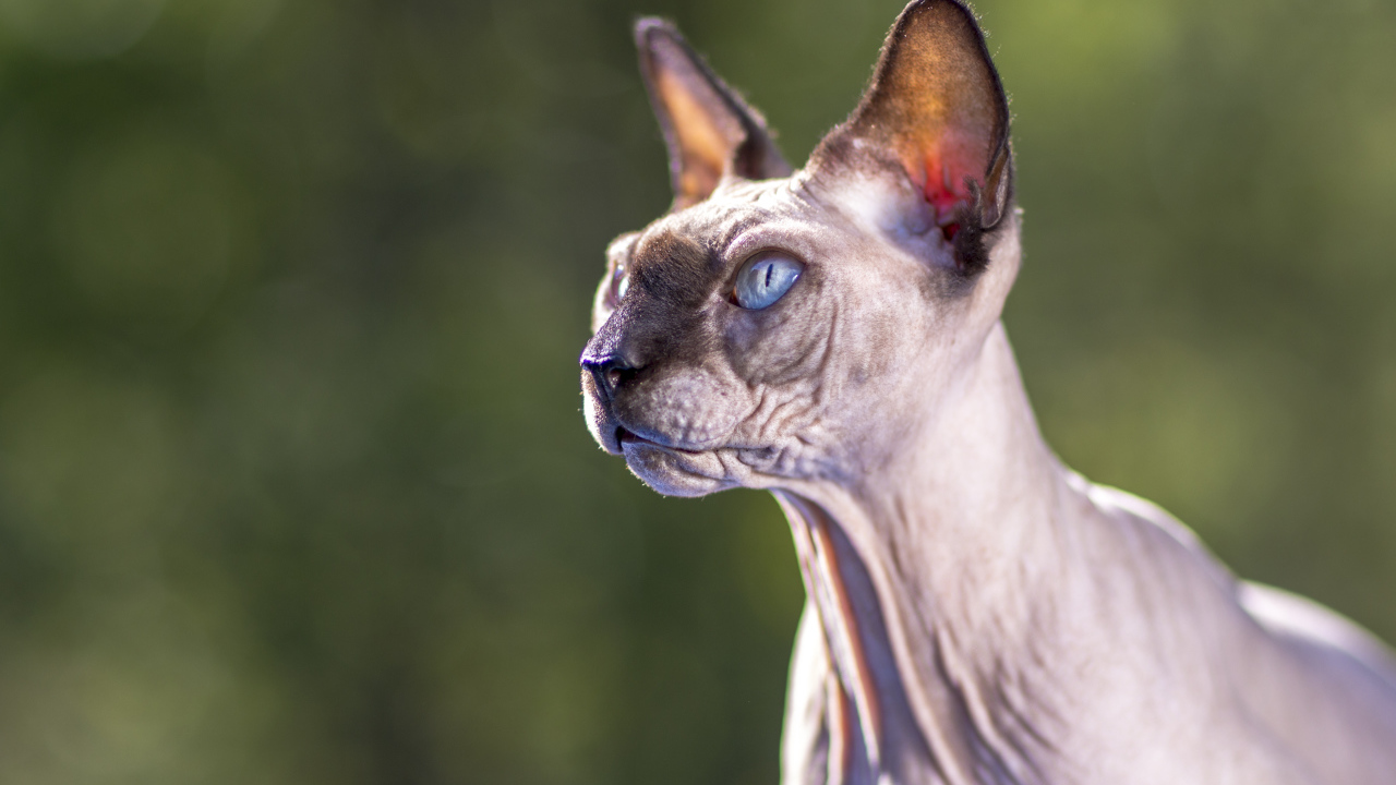 Грозный взгляд голубоглазого кота породы Сфинкс