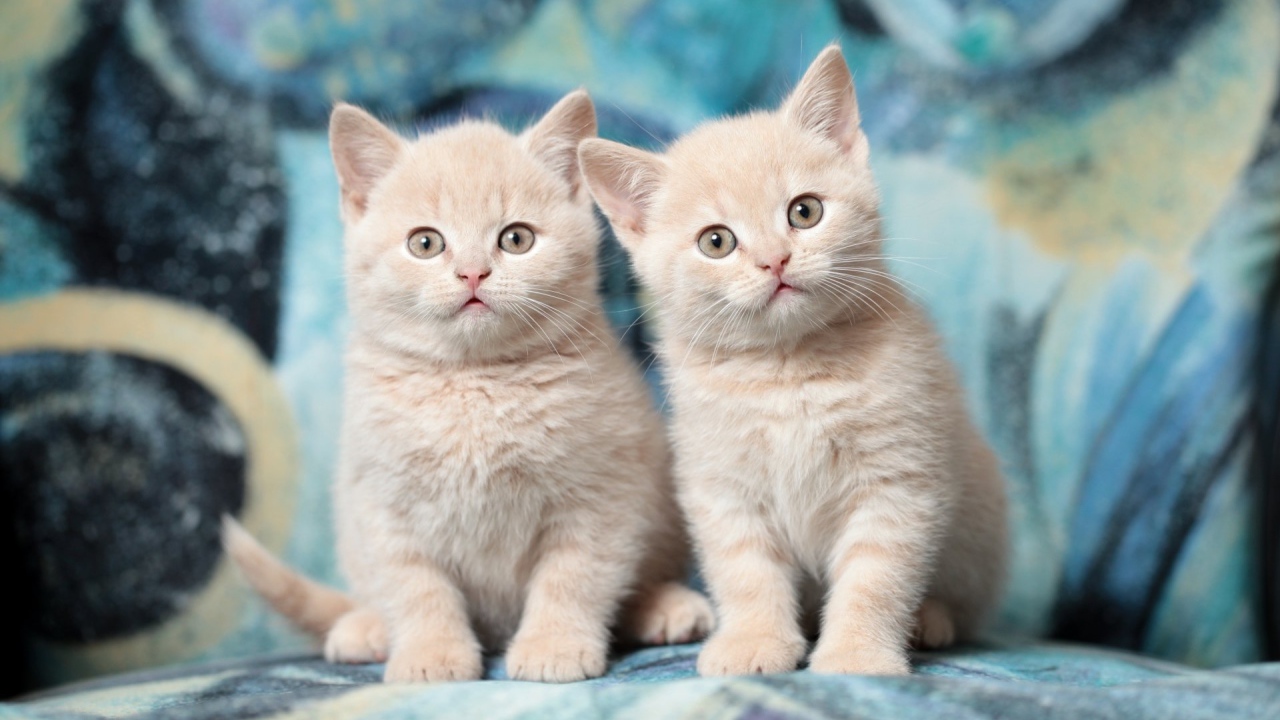 Два милых маленьких рыжих котенка 