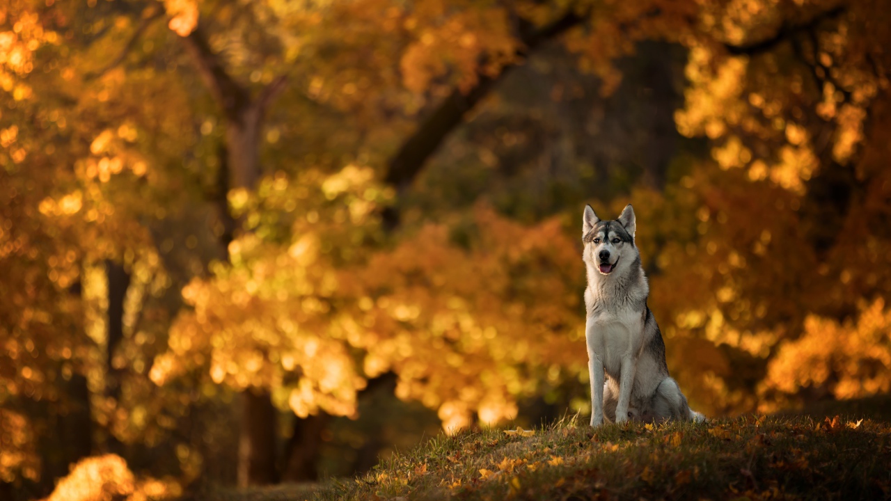 Собака породы хаски сидит на поляне в осеннем парке