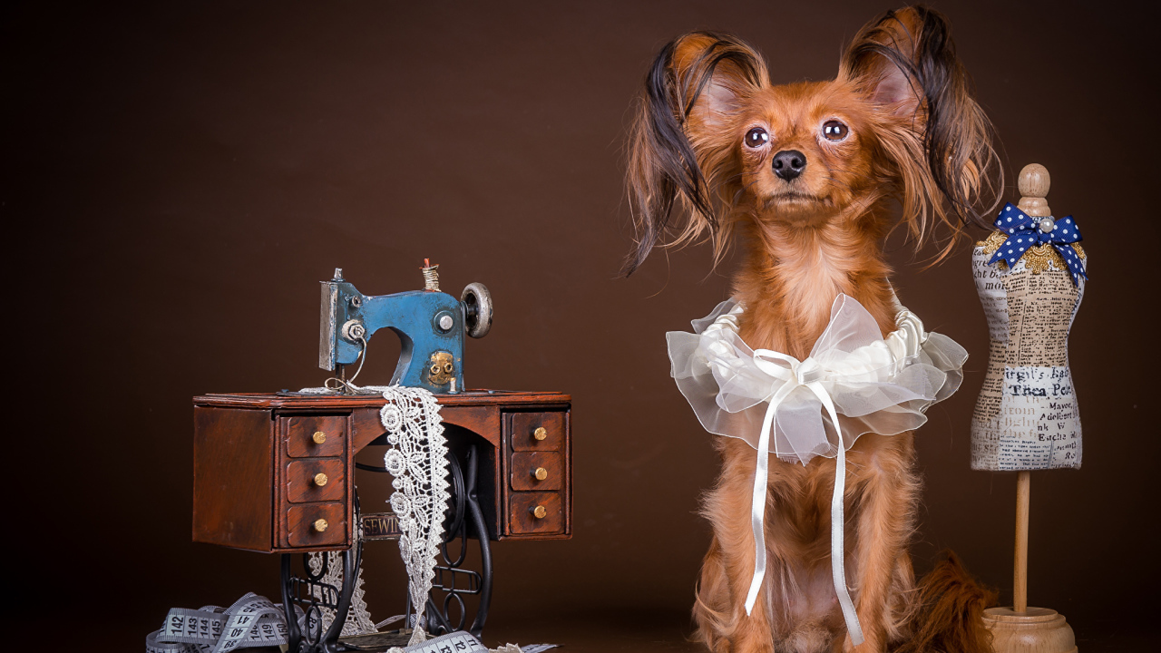 Собака породы русский той терьер позирует в наряде