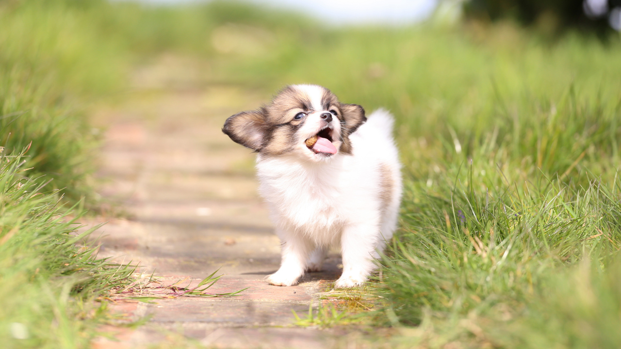 Маленький забавный щенок породы Папильон