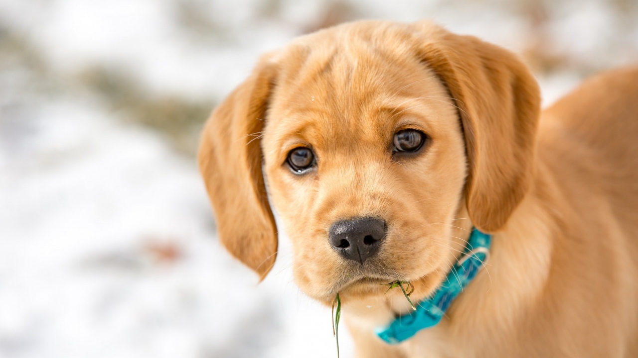 Маленький грустный щенок в голубом ошейнике