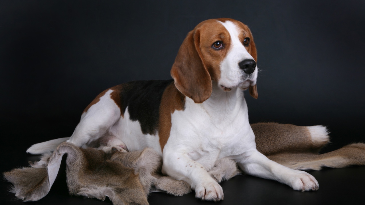 Грустный пес породы бигль лежит на сером фоне