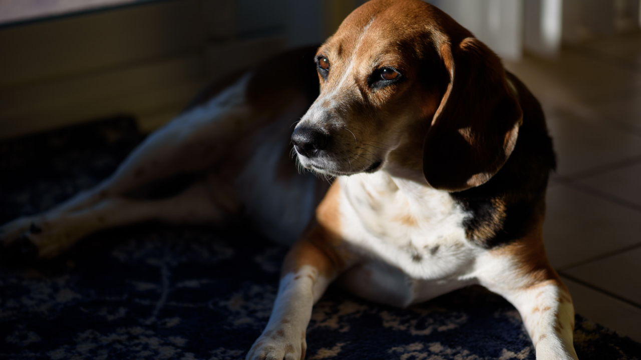 Грустный бигль лежит в лучах солнца