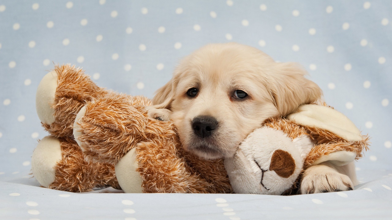 Грустный щенок золотистого ретривера лежит на мягкой игрушке
