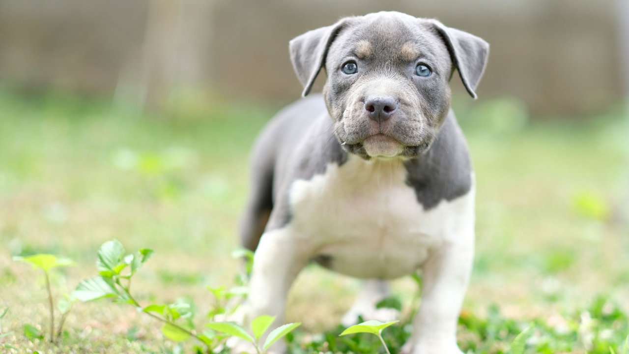Маленький голубоглазый щенок английского стаффордширского  бультерьера