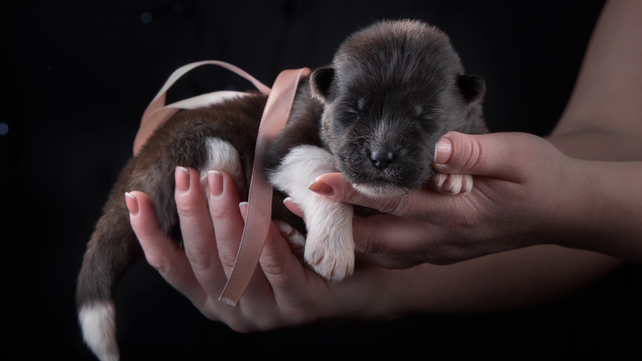 Маленький милый новорожденный щенок породы Американская акита в ладонях