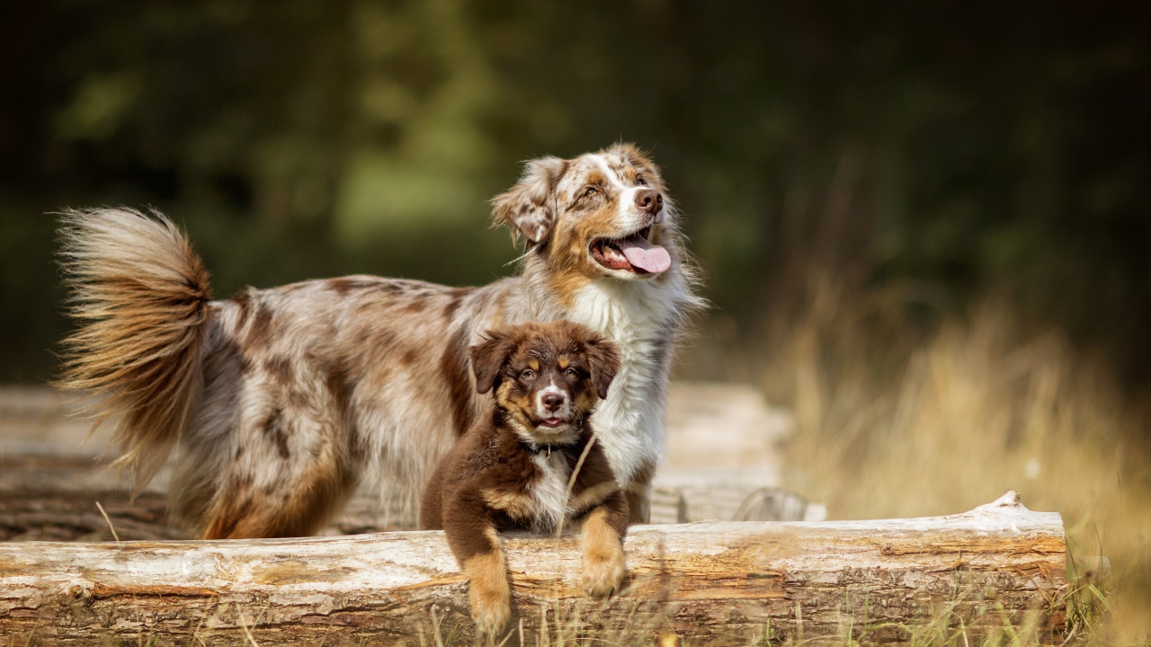 Австралийская Овчарка с высунутым языком и маленьким щенком