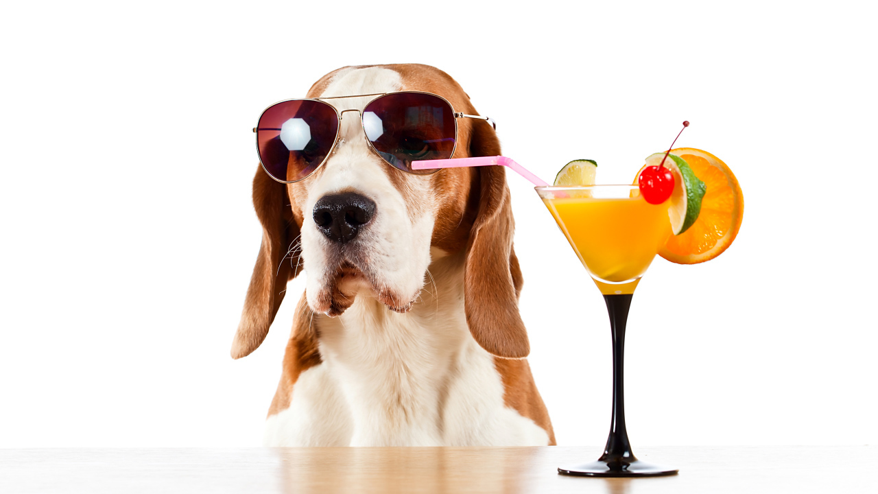 Бассет-хаунд  в очках пьет цитрусовый коктейль