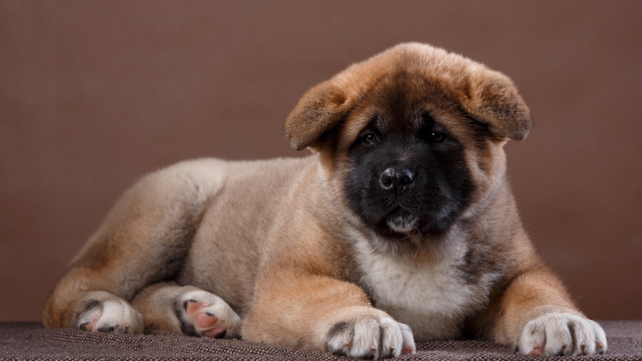 Красивый щенок породы Сиба-ину