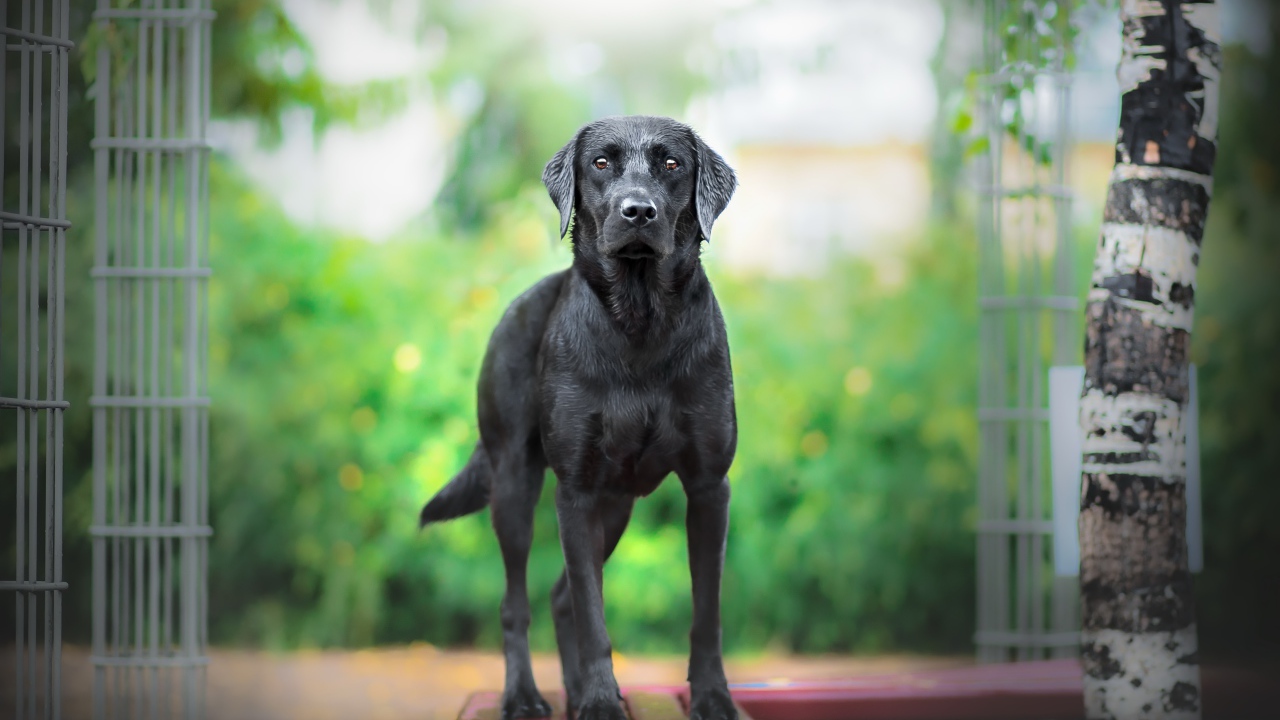 Большой грустный черный лабрадор