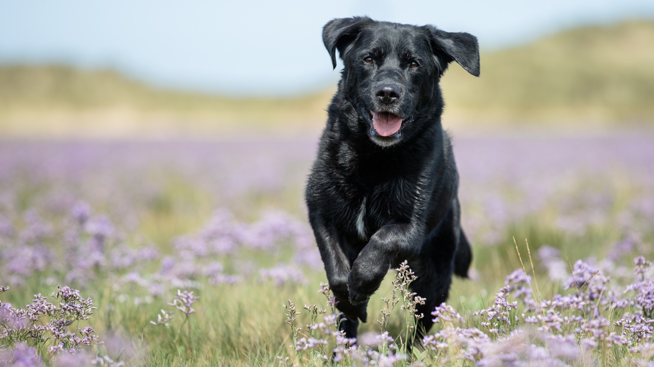 Черный лабрадор бежит по полевым цветам