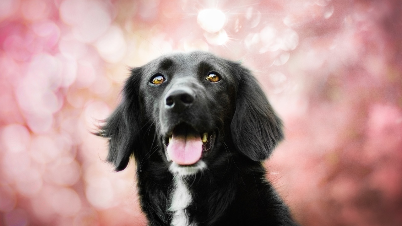 Черная собака с высунутым языком на розовом фоне 