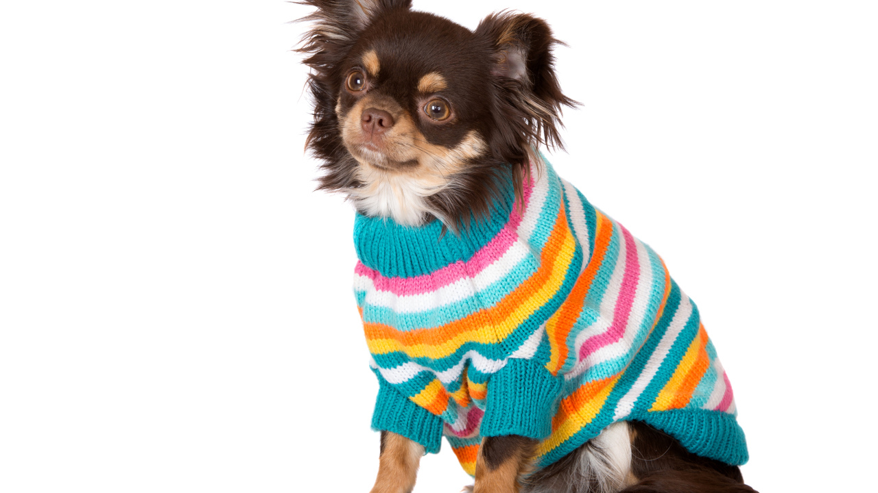 Собака породы чихуахуа в свитере на белом фоне