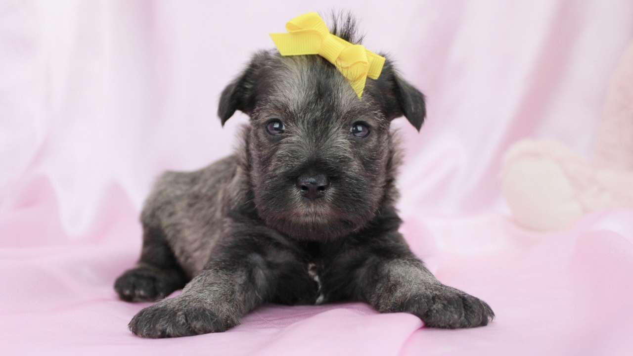 Милый щенок шнауцера с бантом на голове