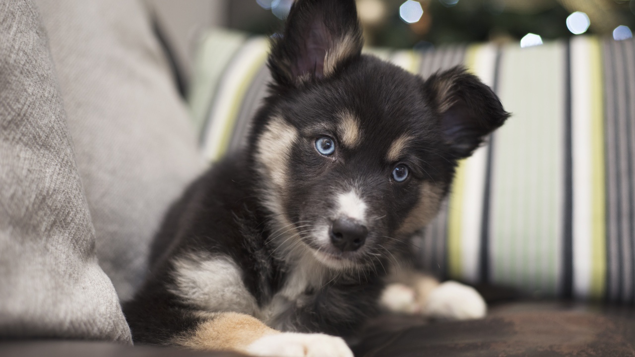 Милый маленький щенок с голубыми глазами