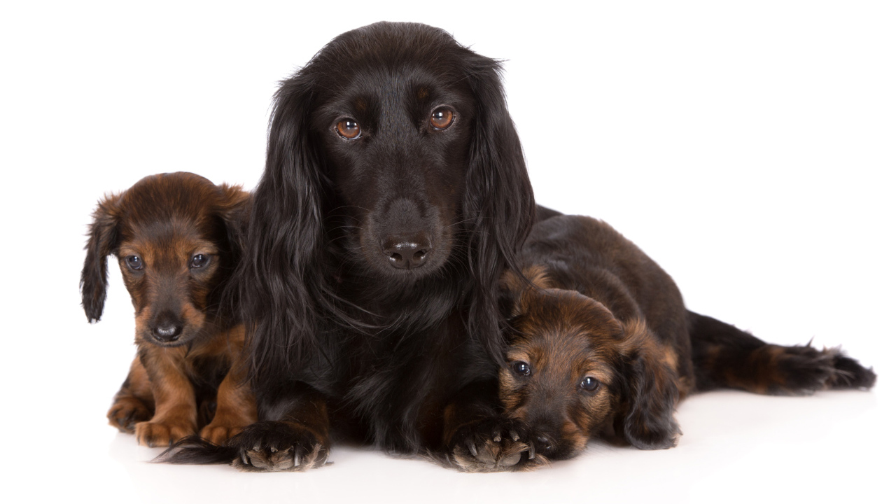 Такса с двумя забавными щенками на белом фоне