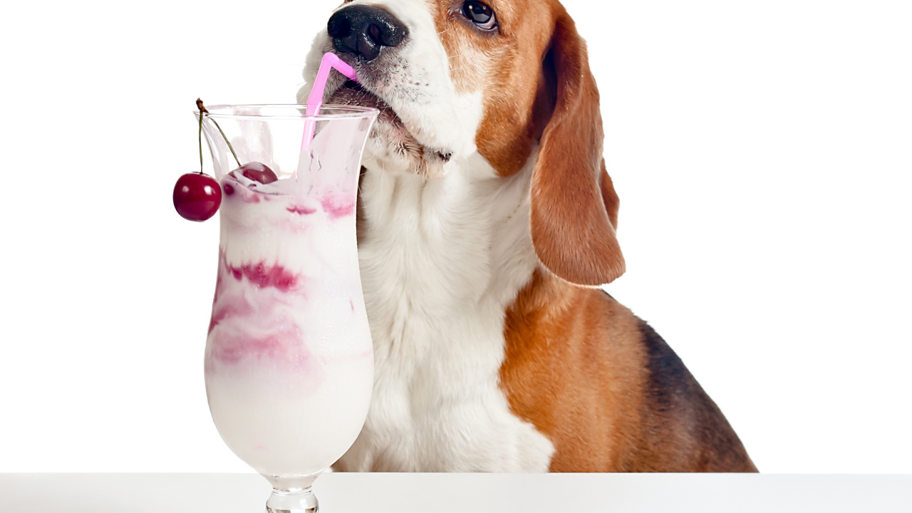 Собака породы бигль с вишневым коктейлем на белом фоне