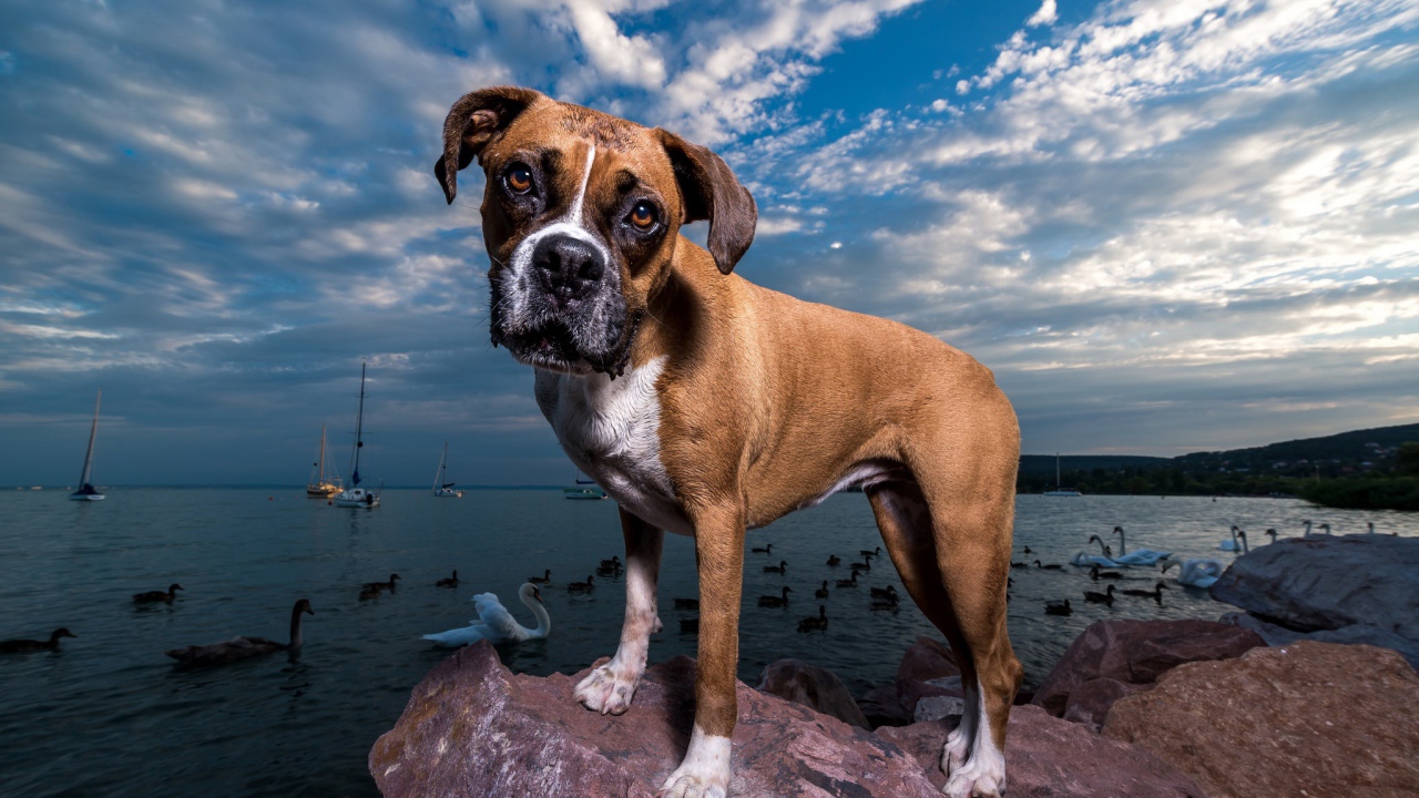 Собака породы боксер на фоне моря под красивым небом
