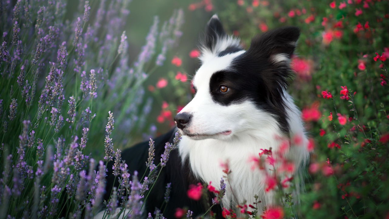 Собака породы Бордер-Колли сидит в полевых цветах