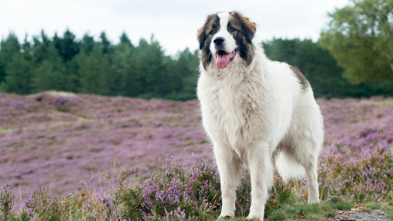 Собака породы московская сторожевая на поле с сиреневыми цветами