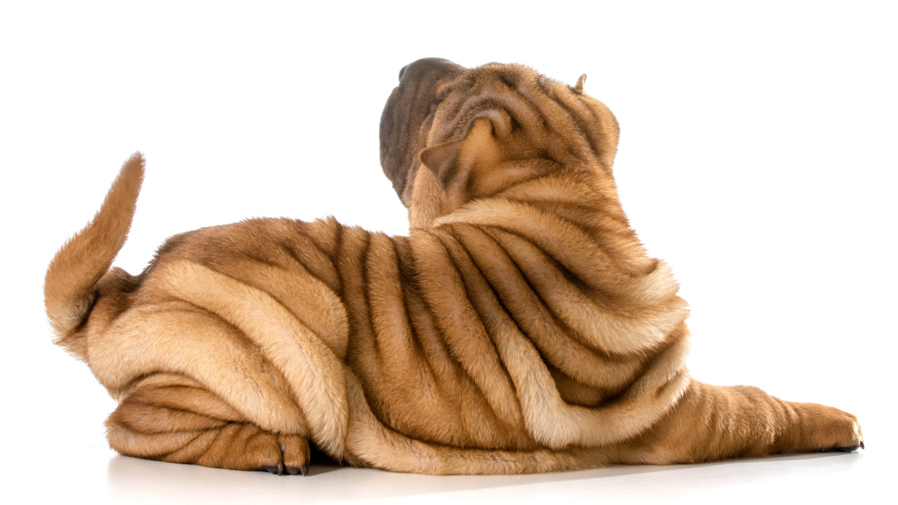 Складки на спине у собаки породы шарпей фото на белом фоне