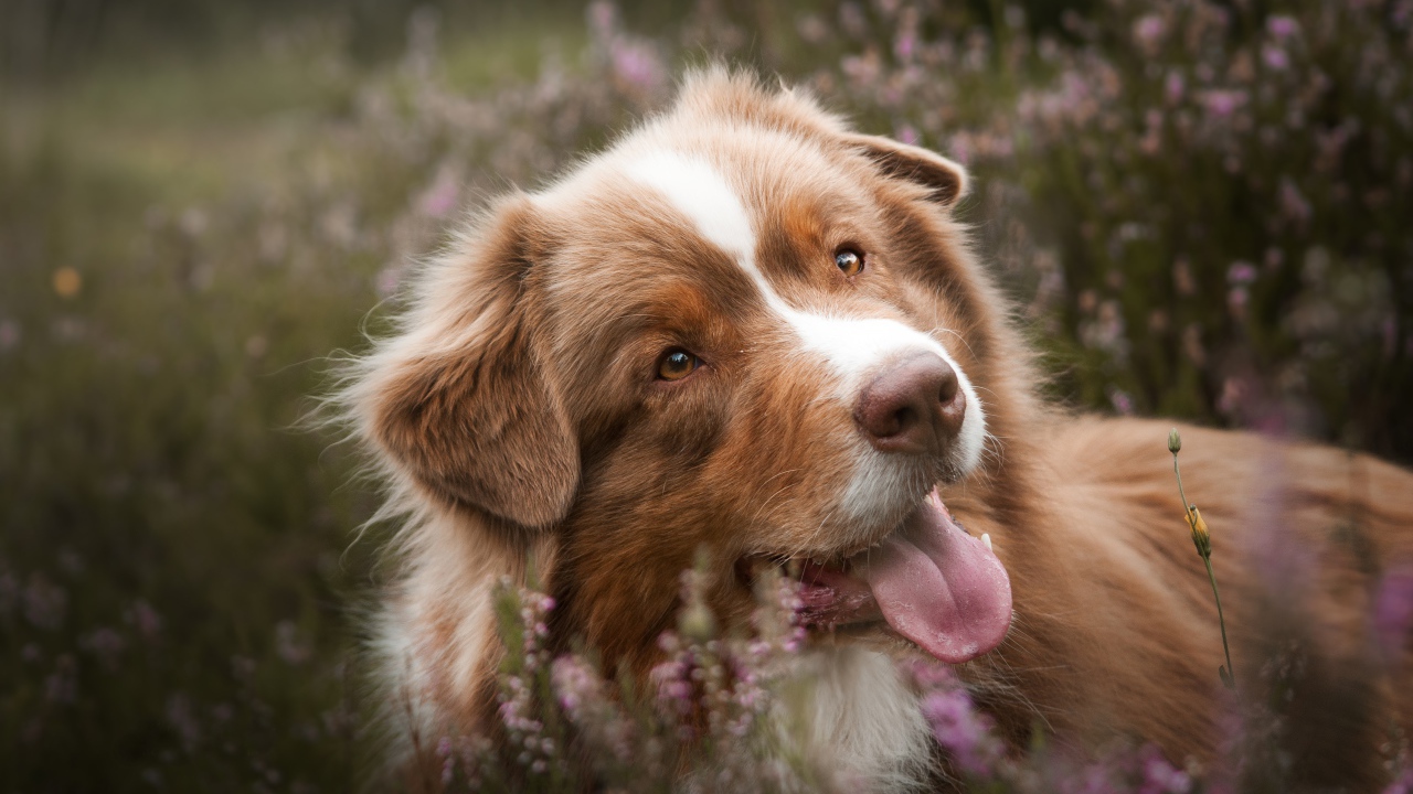 Забавная Австралийская Овчарка с высунутым языком