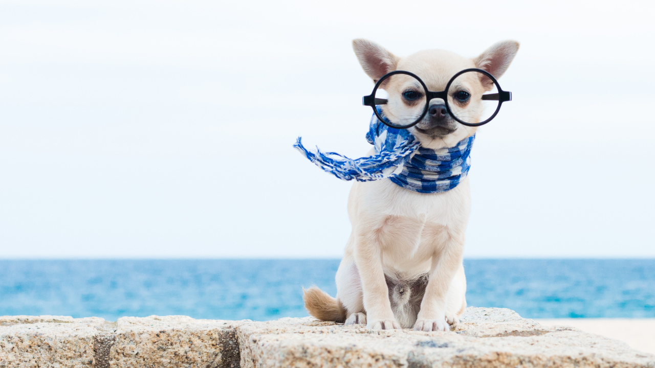 Смешной чихуахуа в больших очках и синем шарфе