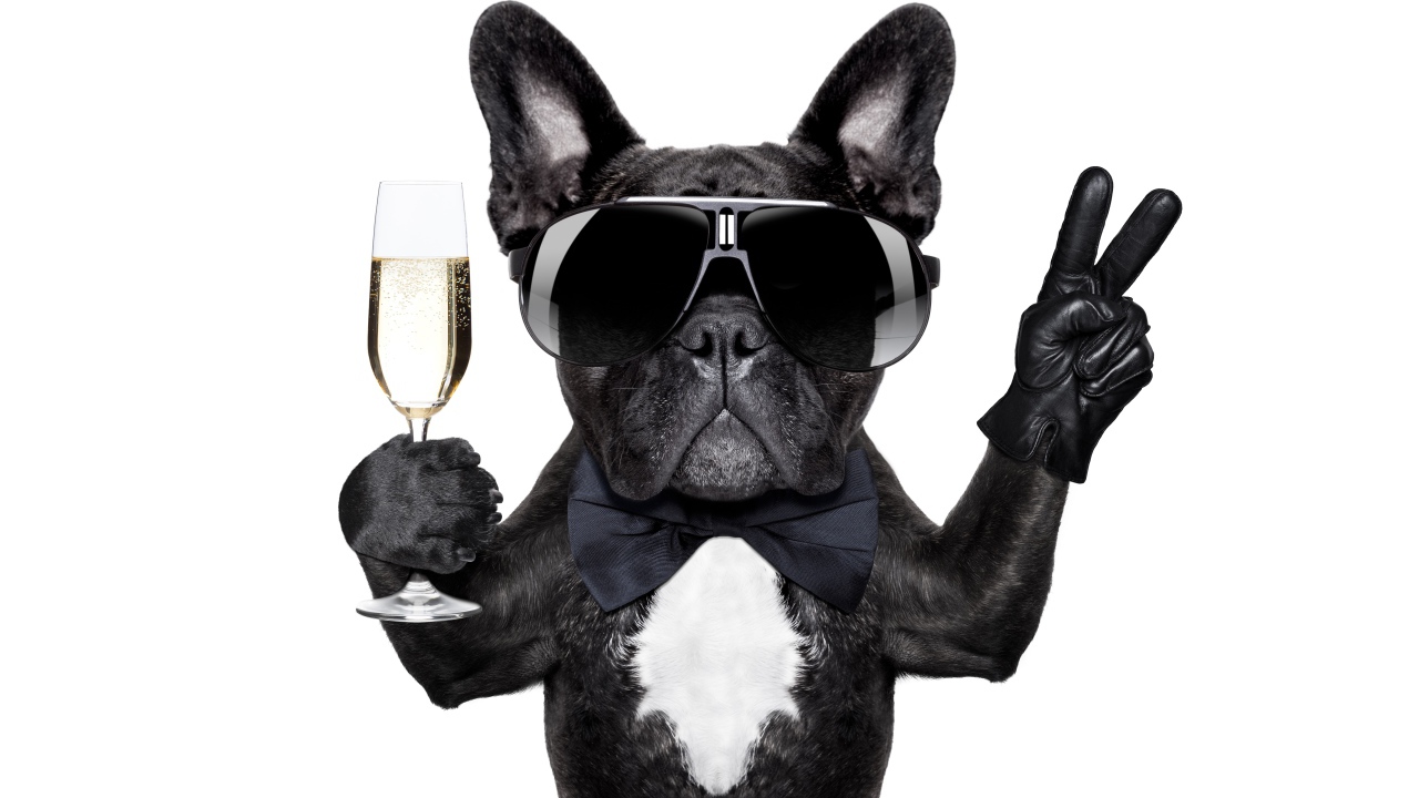 Смешной черный бульдог в очках с фужером в лапе на белом фоне