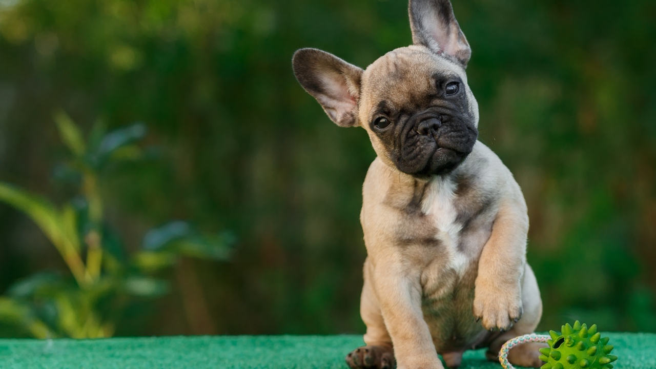 Забавный щенок французского бульдога с игрушкой