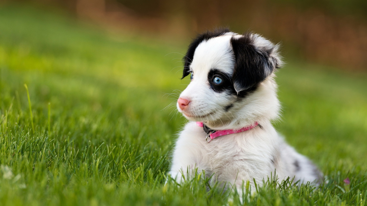 Забавный щенок с голубыми глазами сидит в зеленой траве